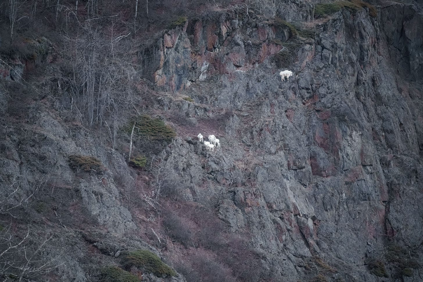 Dall sheep and a mountain goat on the side of Yukla Mountain.