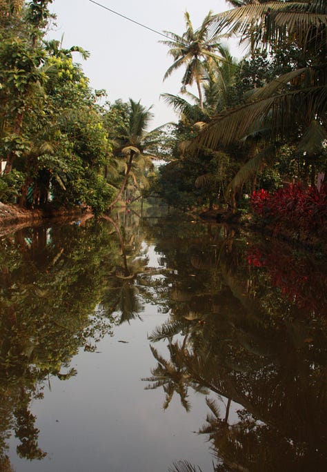 Six images: grey sky and brown water, with trees reflected as if in a mirror; grey sky and brown water with a red-roofed house and palm trees, also reflected as if in a mirror, purple swamphen among water hyacinth, man in a yellow shirt in a canoe, collecting litter, a duck with a canoe in the background and people fishing, a yellow boat reflected in the water