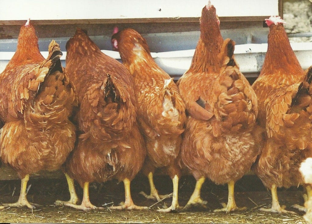 chickens