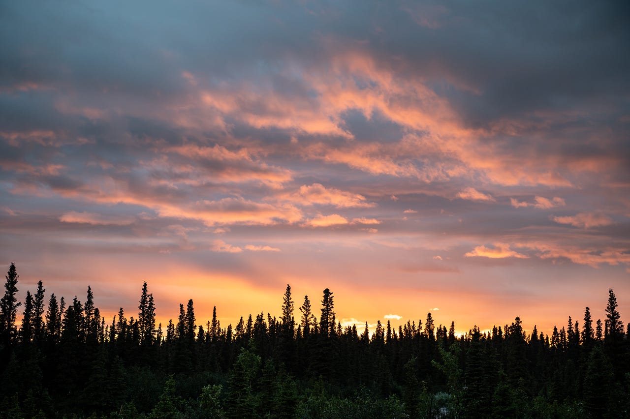 The spiky silhouettes of black spruce line the bottom of the frame against a sunset sky, a band of warm orange low on the horizon fading up through pink-lit cloud to cooler grey above.
