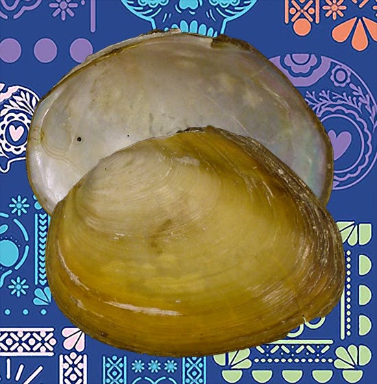 Pair of yellow valves with white nacre — no hinge teeth — on a blue Mexican background.