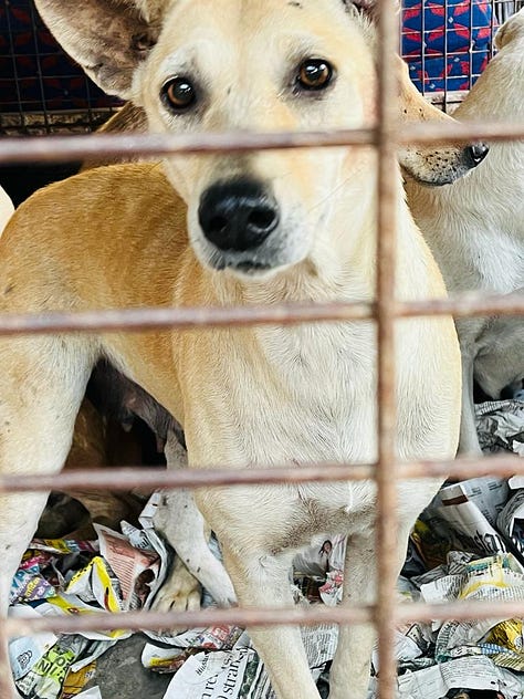 Images of adorable doggos being transported for their spay/neuter and vaccination.