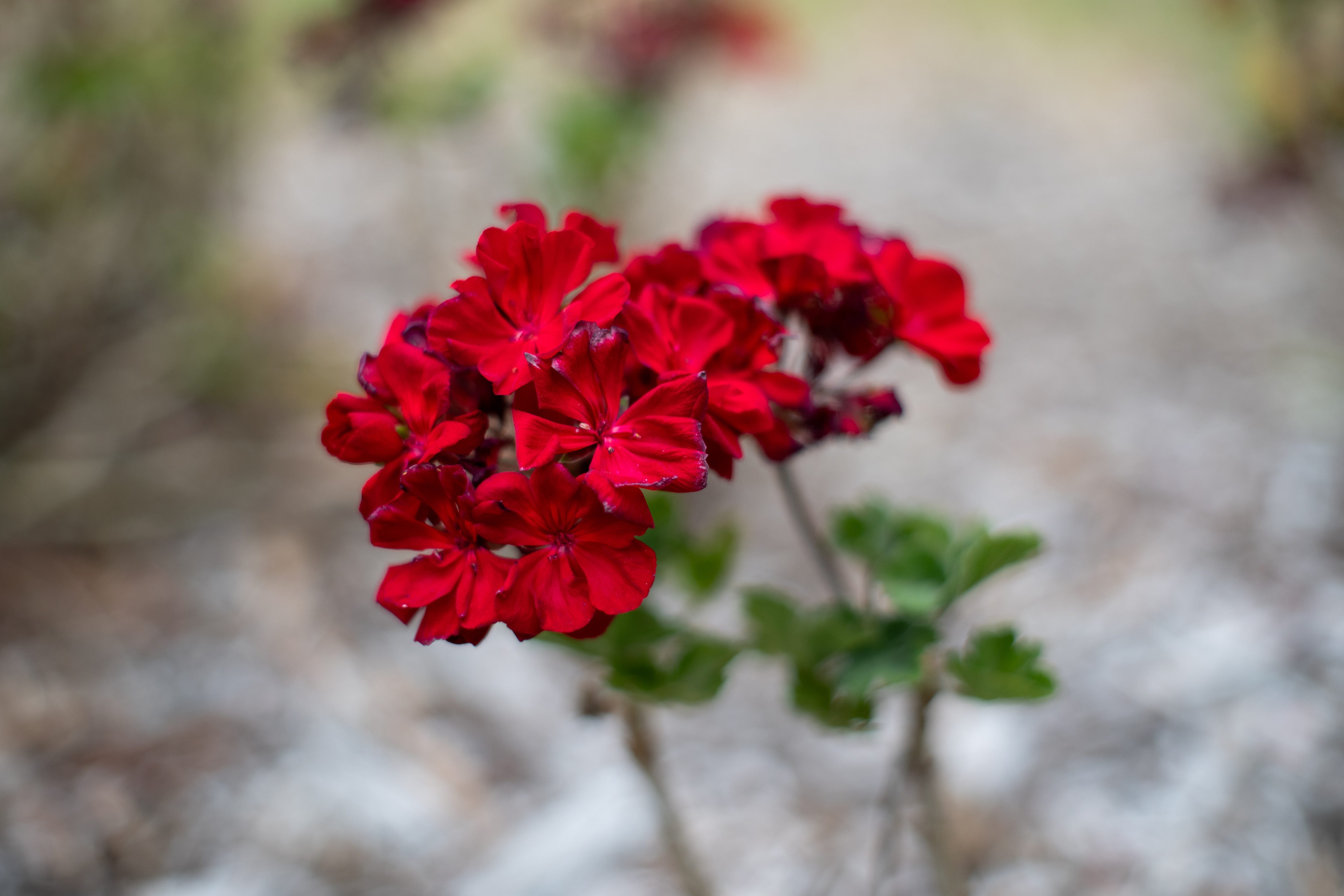 Super-Multi-Coated Takumar 50mm f/1.4 Lens Review