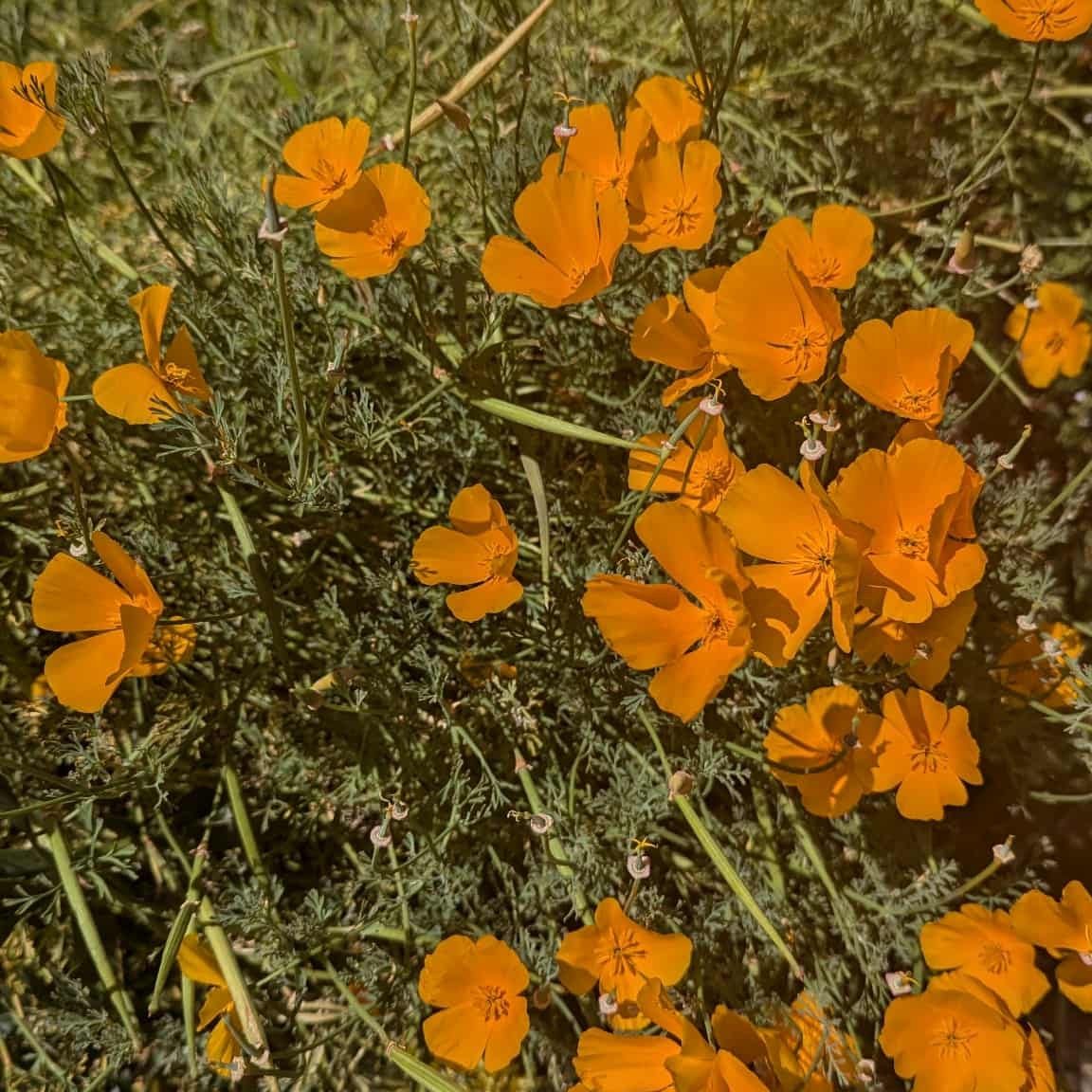 Adelaide's Newsletter