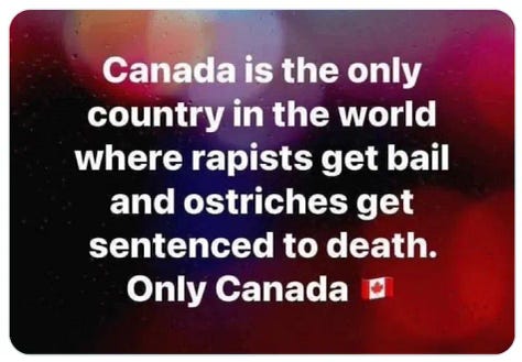 Ostrich Slaughter in Canada