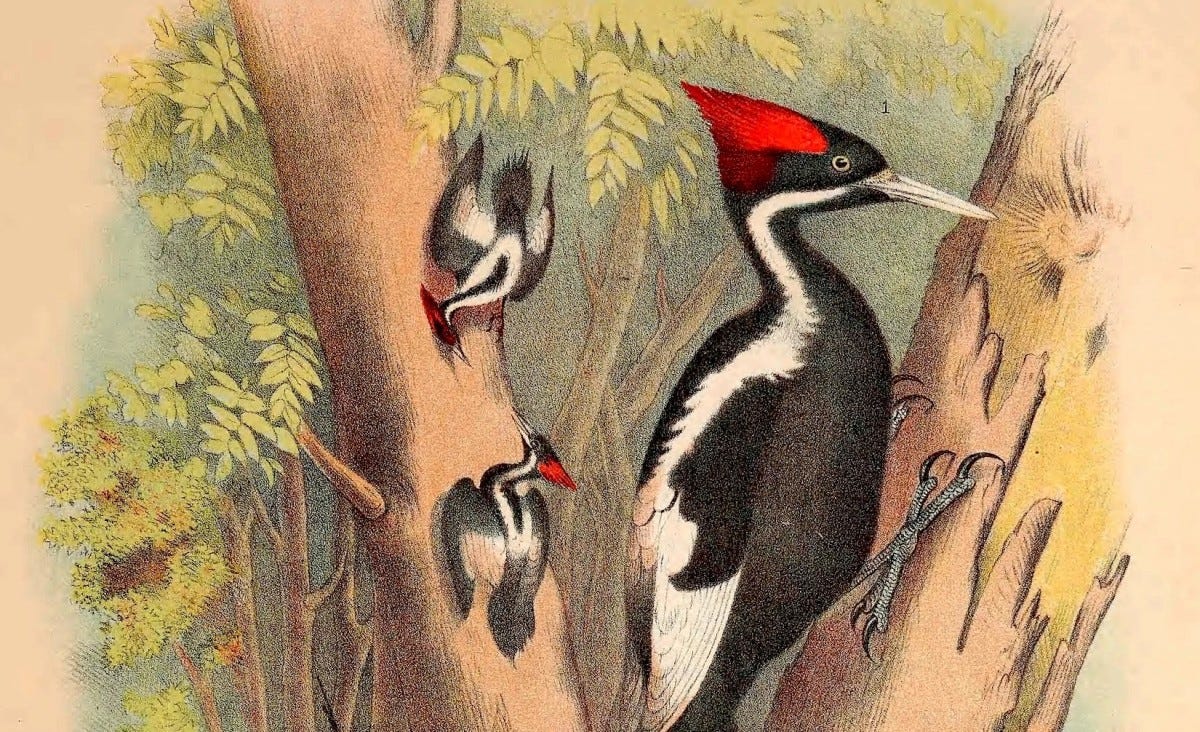 An illustration of ivory-billed woodpeckers from the 1825 book, “The birds of North America.” An illustration of ivory-billed woodpeckers from the 1825 book, “The birds of North America.”