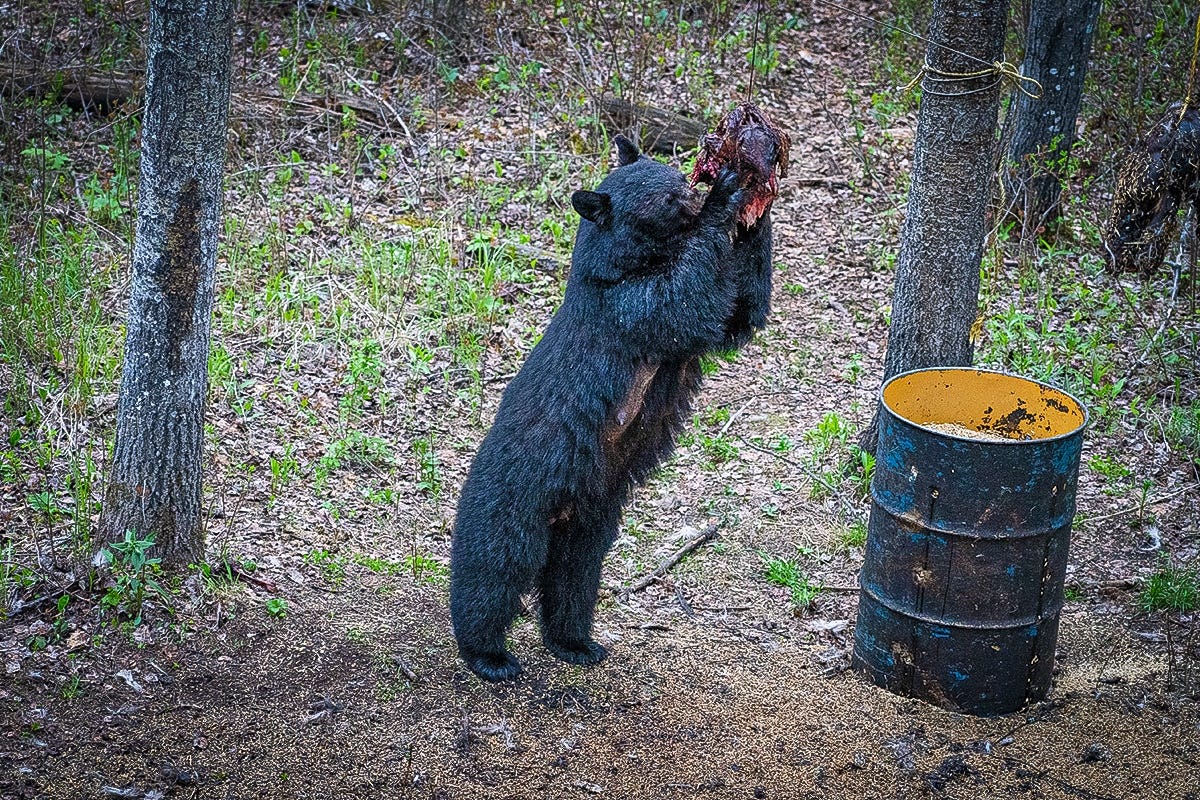 The Bait Debate: Bear Baiting as Predator Management