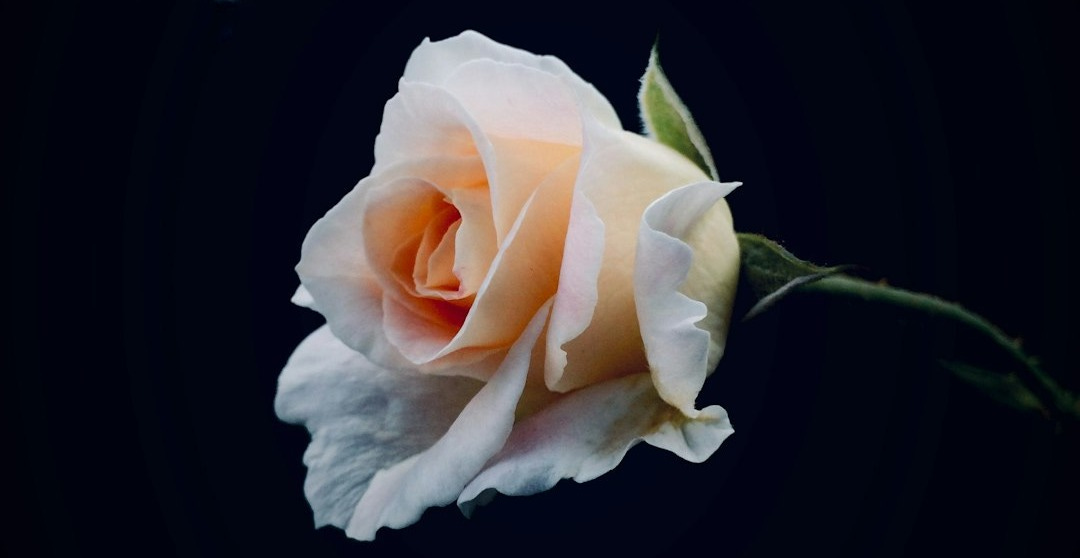 shallow focus photo of white rose