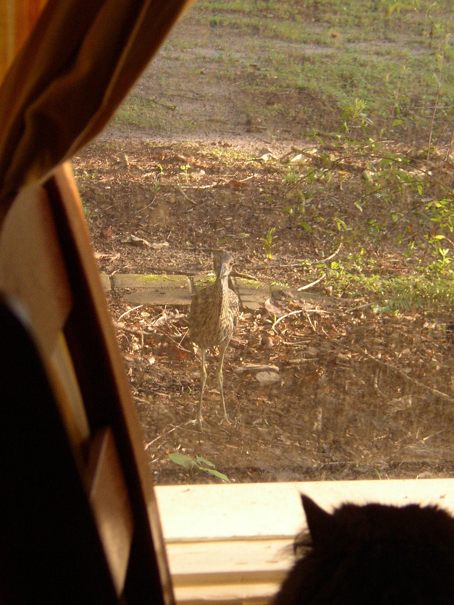 Juvenile Yellow-crowned Night-heron looks in at Persian-mix black cat.