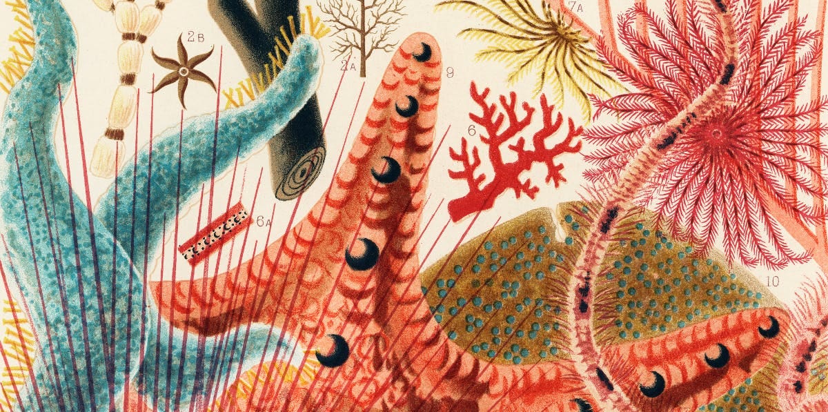 coral painting
