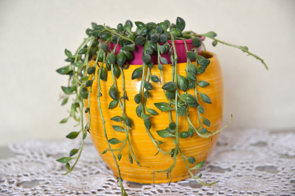 senecio herreianus) in flowerpot senecio herreianus) in flowerpot