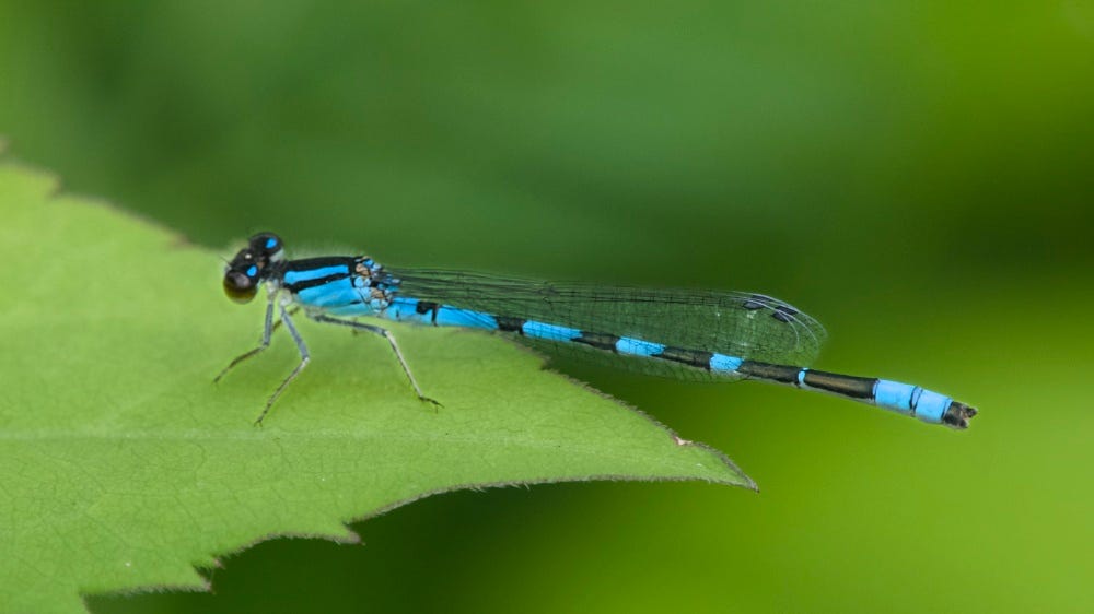 Tule Bluet