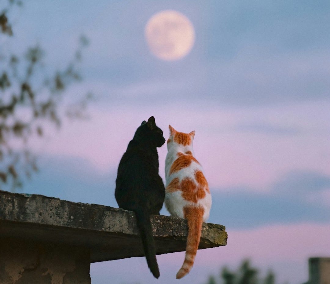 Two cats sit on a ledge under the moon.