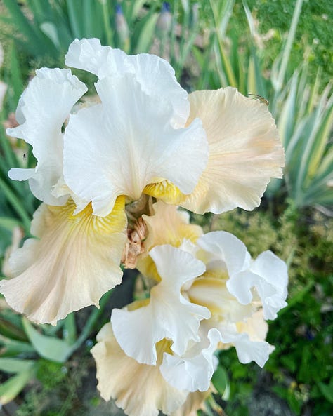 A collection of Bearded Iris in their own bed 