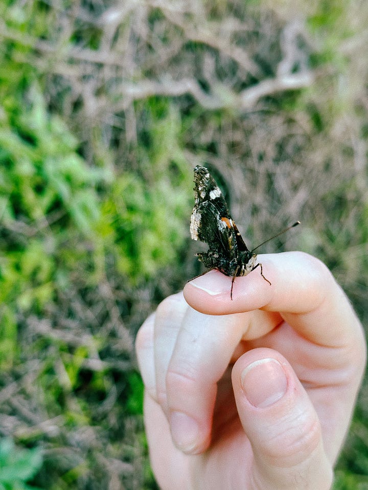 buckwheat flowers, sidewalk wildflowers, moth on hike, tea on the water