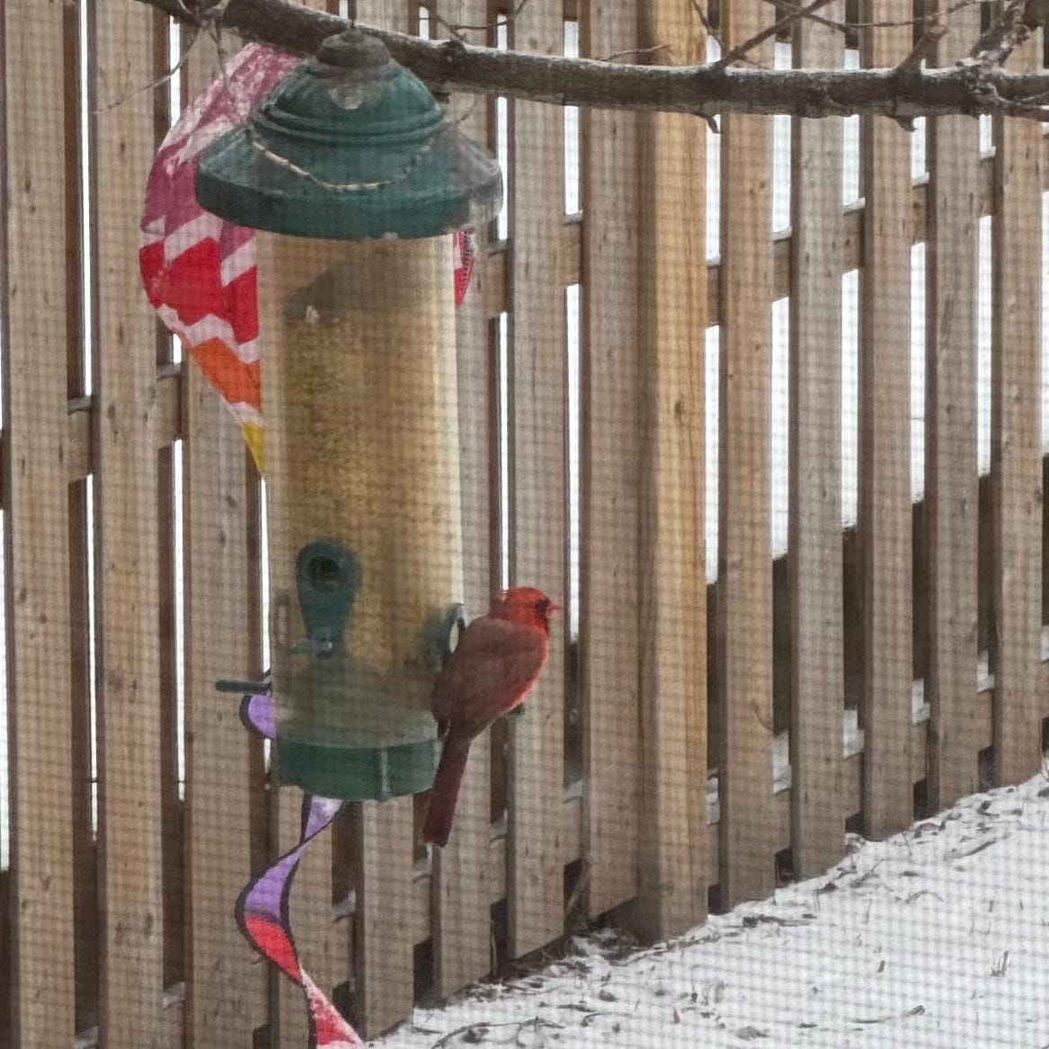 a cardinal visits our bird-feeder