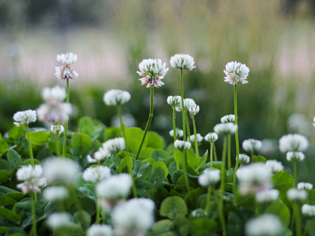 white flowers with green leaves