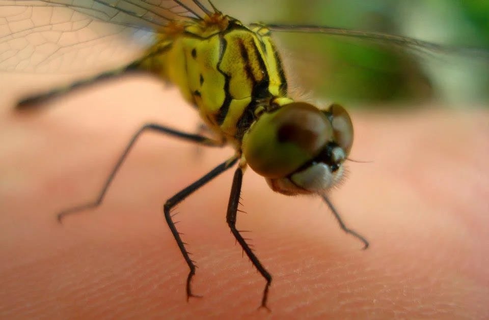 Provincial living A dragonfly on a leaf in the province