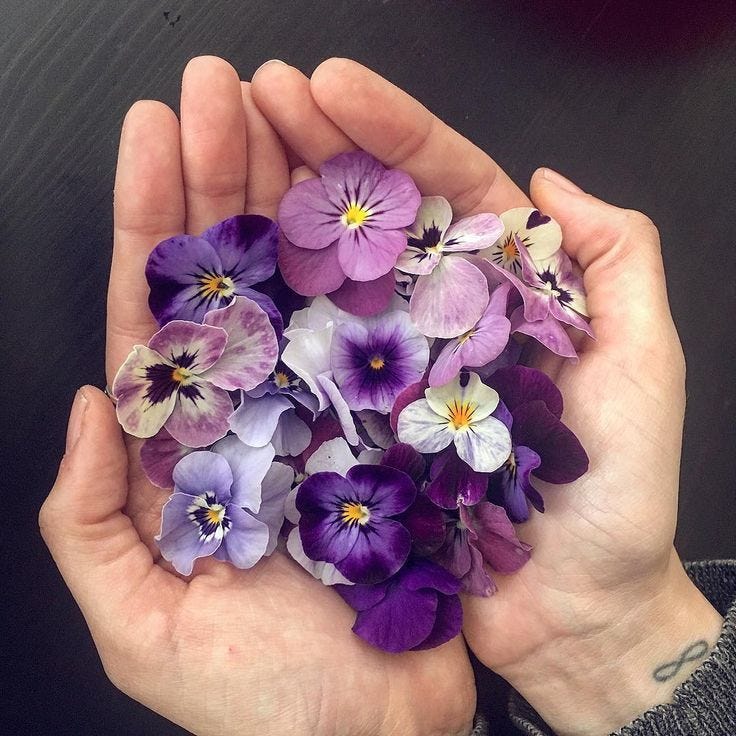 This may contain: a person holding purple and white flowers in their hands