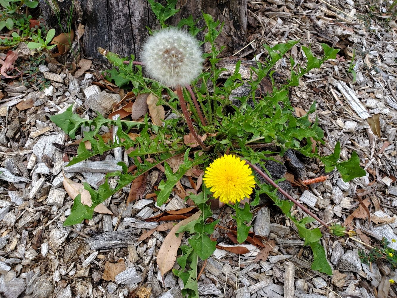 Taraxacum officinale [plant] 20221217_144029 sml.jpg
