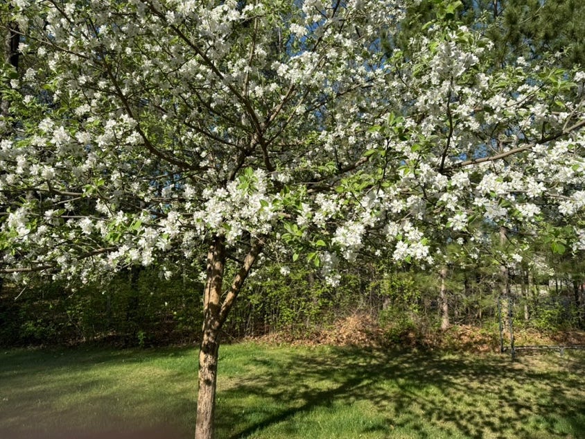 A tree with white flowers

AI-generated content may be incorrect.
