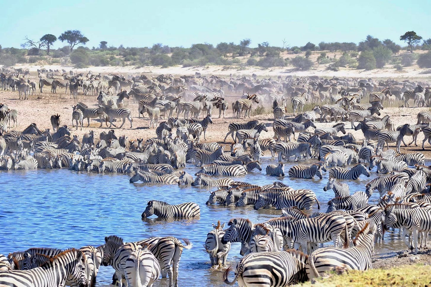 May be an image of zebra
