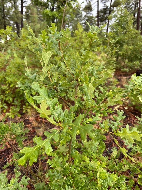 Forest after rain