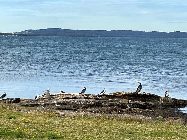 Australian bush flowers, trees and cormorants by the water