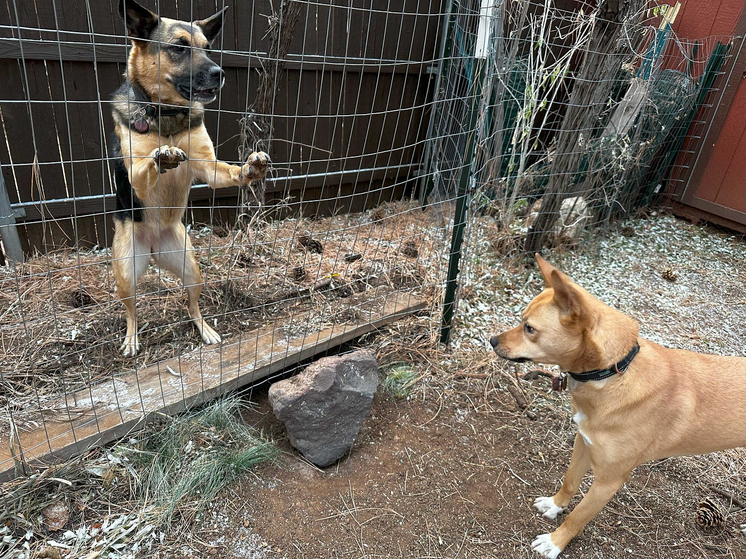 Two dogs interacting through a wire fence, with one dog standing on its hind legs on one side and the other dog observing attentively from the other side. Two dogs interacting through a wire fence, with one dog standing on its hind legs on one side and the other dog observing attentively from the other side.