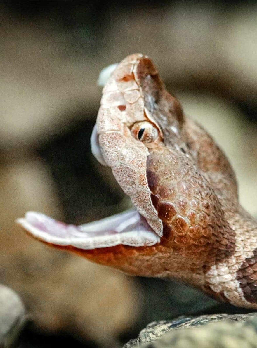 Experts warn Virginia's venomous snakes are out and about | WVTF