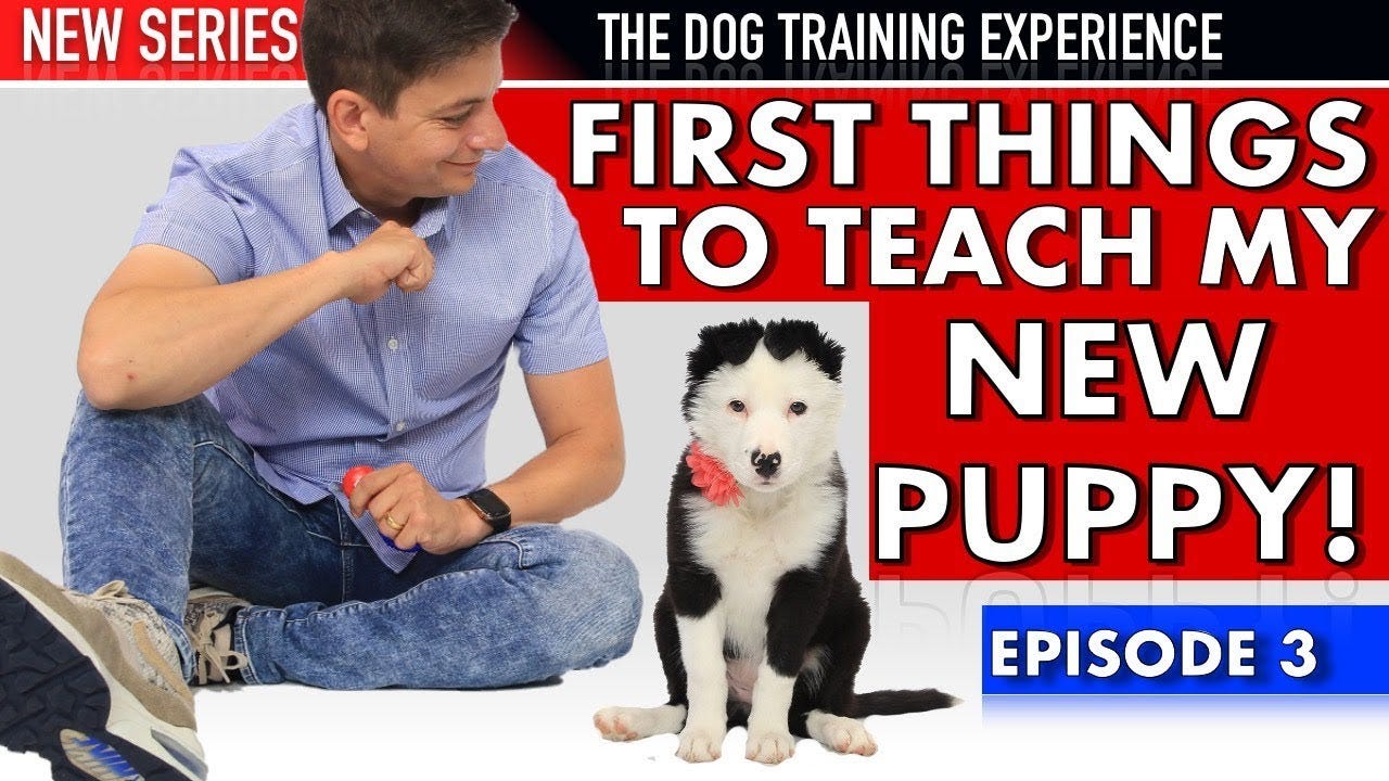 The First Things I’m Teaching My New Puppy! (NEW SERIES: Dog Training  Experience Episode 3)