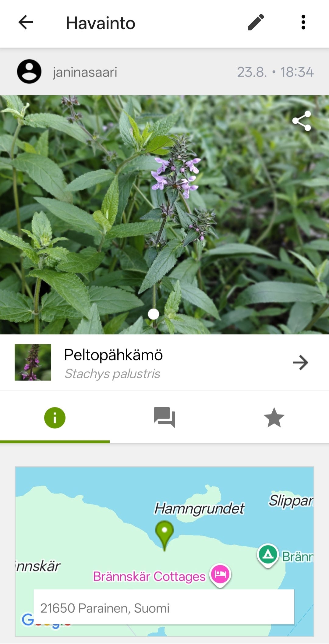 Kuvassa näyttökaappaus iNaturalist-sovelluksen havainnosta peltopähkämö