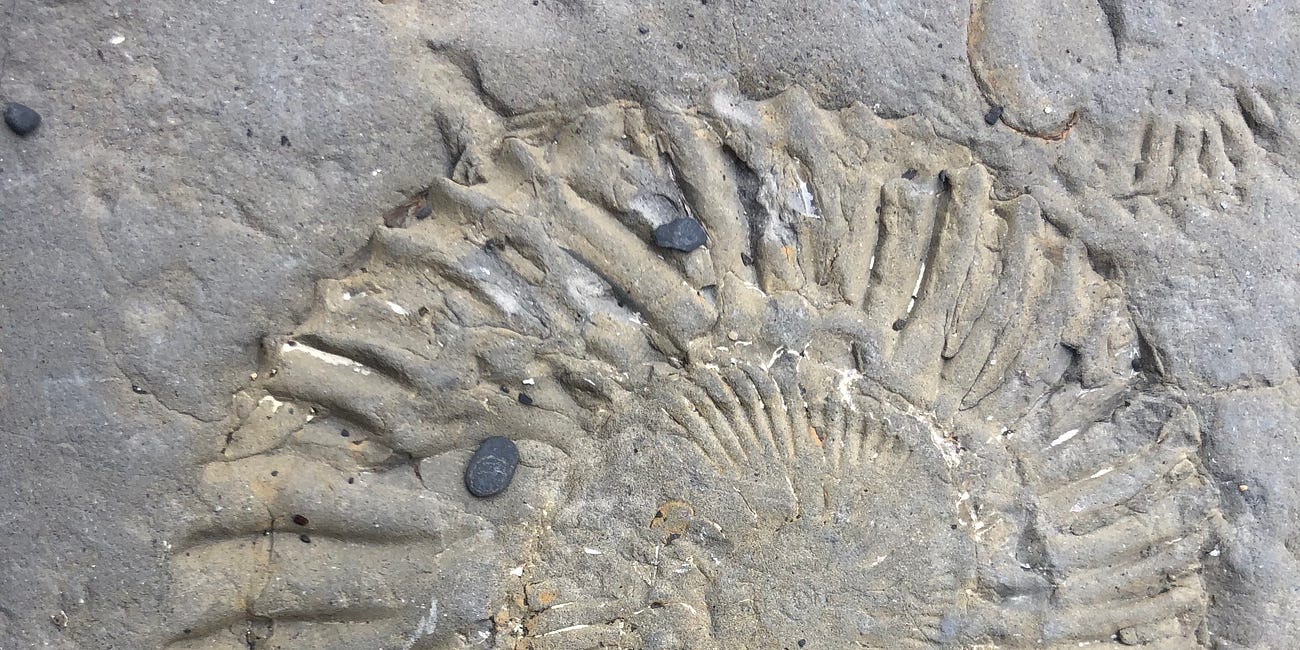 Field Notes from the Natural Learning Path — August 2026