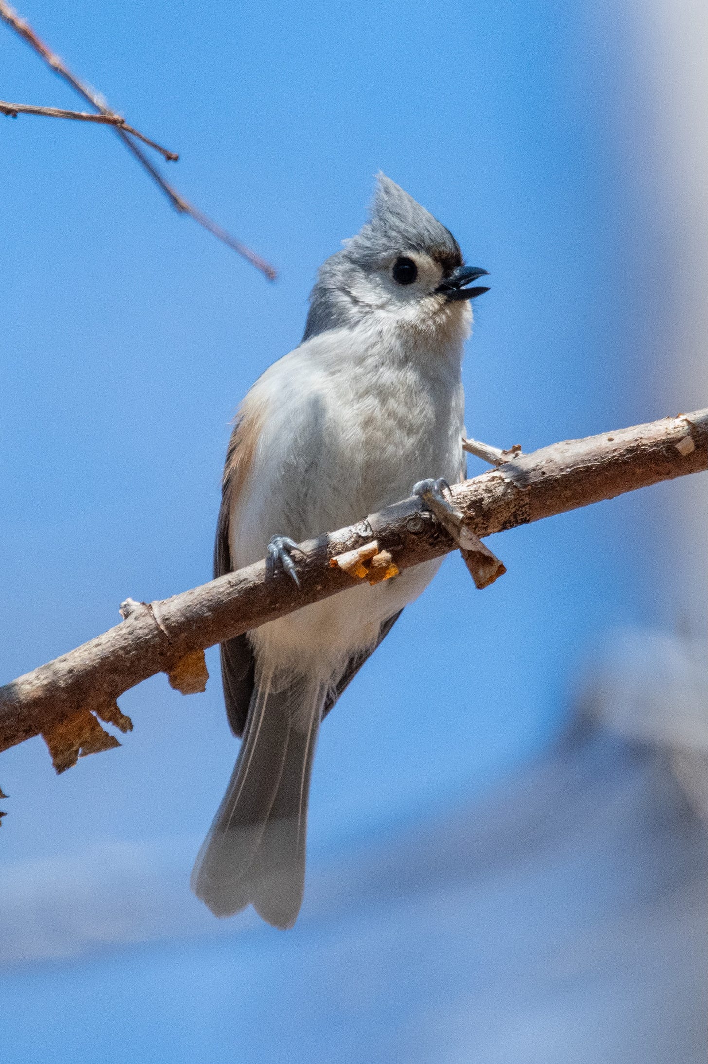 A strangely flat-faced bird with a gray, Squiggy hairdo and a white chest is perched at a slant, its beak open as it chirps