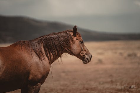 Cowboys and Coffee with Reared Up Coffee Co.