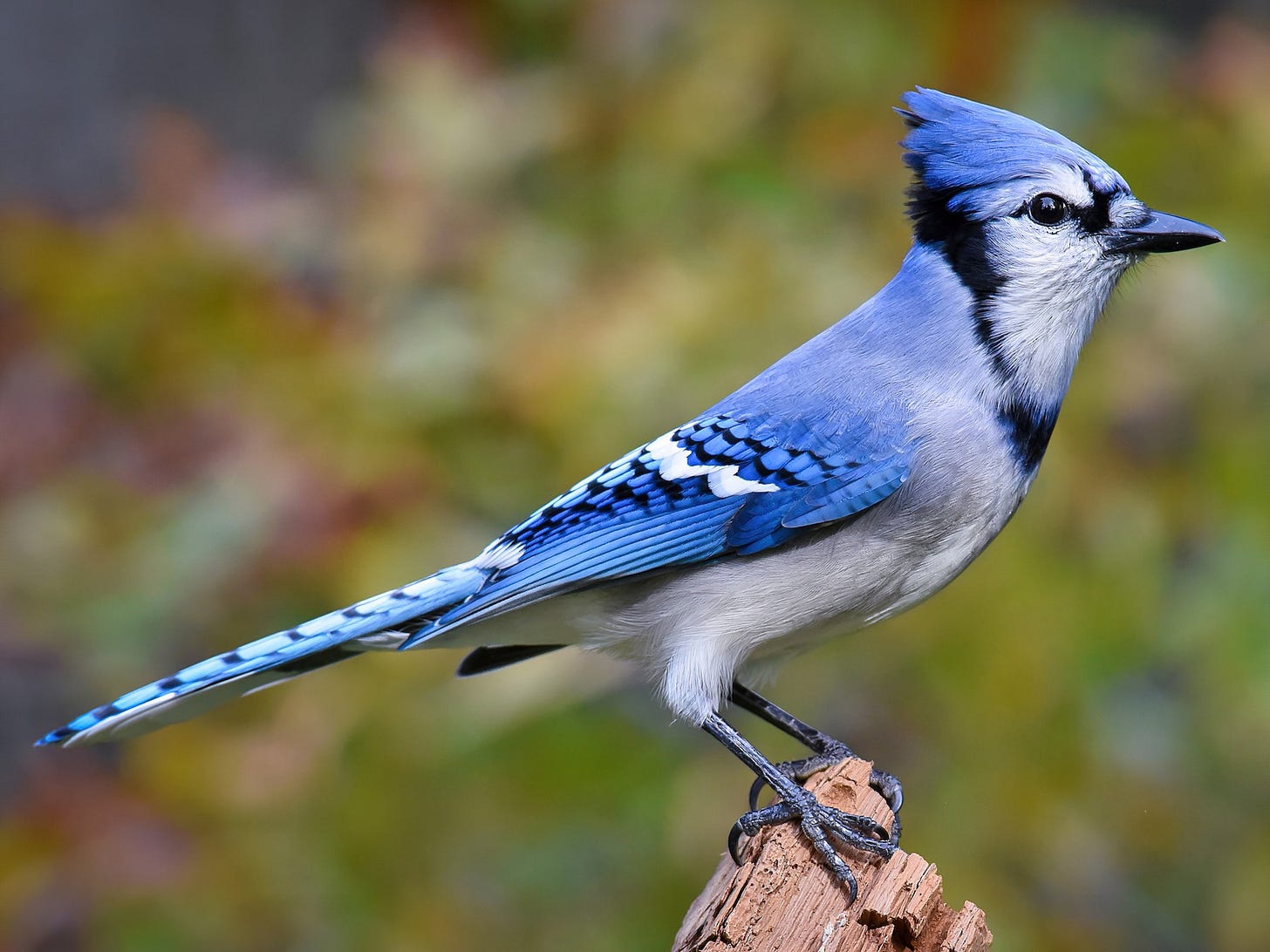 https://cdn.download.ams.birds.cornell.edu/api/v1/asset/311635911/1800