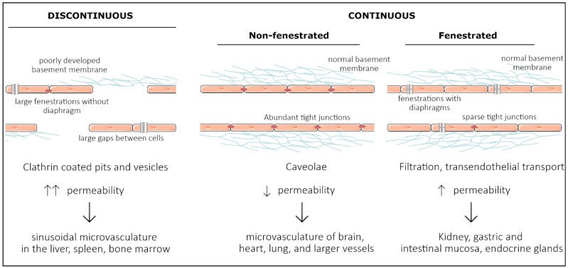 The Biodistribution/Metabolism/Excretion of the Lipids, Part 3