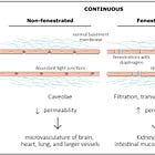 The Biodistribution/Metabolism/Excretion of the Lipids, Part 3