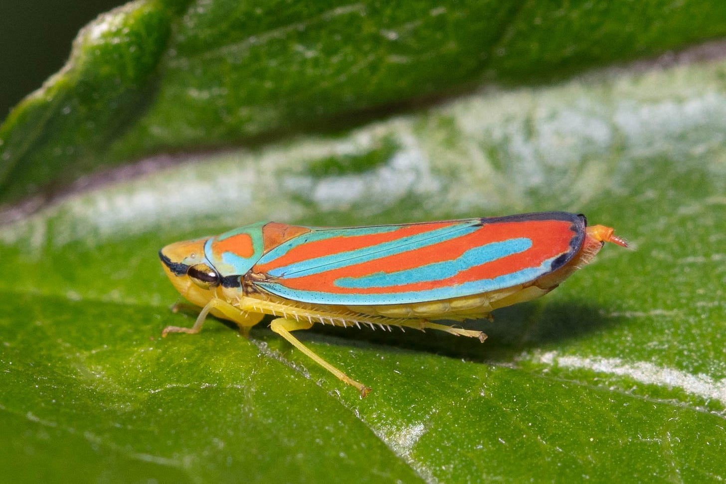 Close-up of a narrow-bodied insect with a pointed head and a black line across the face and through the eye. The thorax and wings of the insect are bright neon red striped with electric blue.