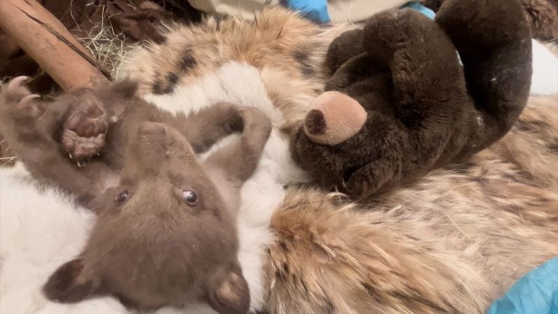 Bear cub