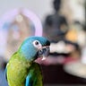 Parrot Bliss