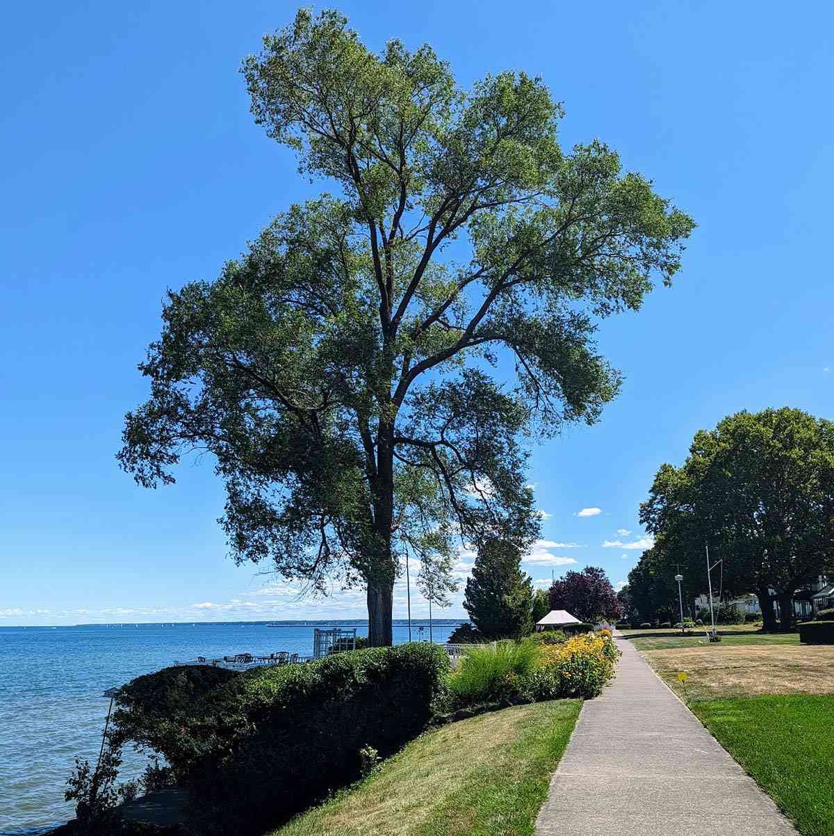 Rochester Secret Hidden Sidewalk Rochester Secret Hidden Sidewalk