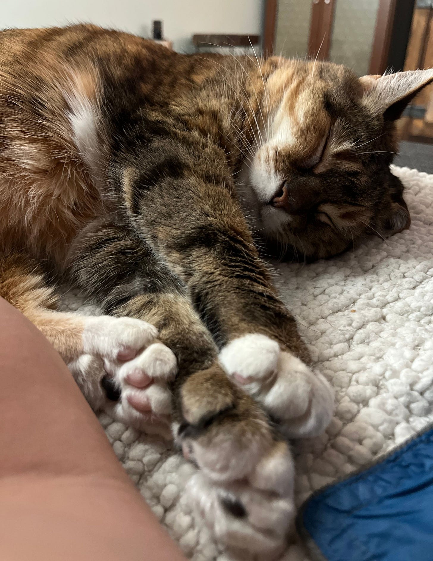 Bird is sleeping on their side on a soft blanket with their paws sticking forward, showing off their enormous feet. Bird is sleeping on their side on a soft blanket with their paws sticking forward, showing off their enormous feet.