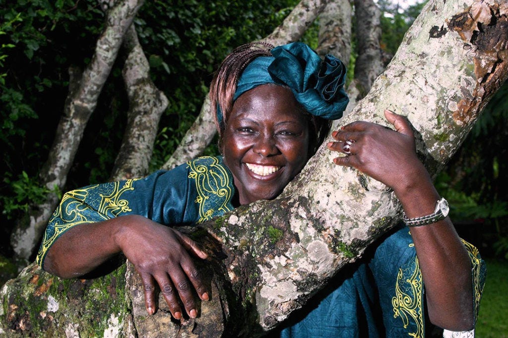 Wangari Maathai y el Movimiento Cinturón Verde | Ornitorrinco https%3A%2F%2Fsubstack post media.s3.amazonaws.com%2Fpublic%2Fimages%2F12f577a1 e7b6 4a86 bde9 | Wangari Maathai y el Movimiento Cinturón Verde | Ornitorrinco