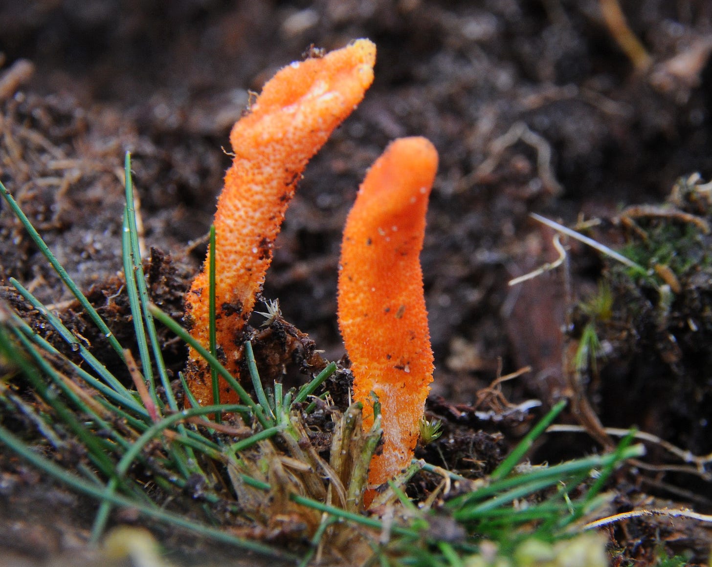 File:Detail of Cordyceps militaris (GB= Scarlet Caterpillarclub, D=  Orangegelbe Puppenkernkeule, F= Cordyceps militaire, NL= Rupsendoder) at  Deelerwoud in the moss. A medicnal mushroom that develops at insects -  panoramio.jpg - Wikimedia Commons