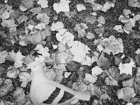 Chilltown Blues Photos: From top left to right, the Chilltown Blue Pigeon at a bird's eye view via a kind of widescreen, walking on cement path with a few petals strewn over it; pigeon in foreground at left, looking at Kei Ito's "Riddle of Peace and War," which alternates between the two lines: wwho will be the next sacrifice for the peace" and "who will be the next sacrifice for the war"; third in top row: Black and white image of pigeon head (figurine) in front of plant growth that looks like it's springing from its head coming from a gravely surface. Middle row, first from left: blue-gray pigeon figurine (with black-striped wing) adjacent to faded blue fire hydrant; center, bust of pigeon figurine, with small hole in neck, in front of nighttime landscape wherein a Christmas tree is across street, with green lights and a section along bottom missing as such; at right, silhouettle of pigeon figurine as two beige globe lanterns loom above in background on gray day; bottom left, black and white of pigeon figurine against large scattered leaves, all in grayscale;  cernter, pigeon figure looks in direction of tree as JC building looms in background; pigeon figurine in foreground as mid-ground has stop sign with "FU" grafitti on it, all in dark grayscale.