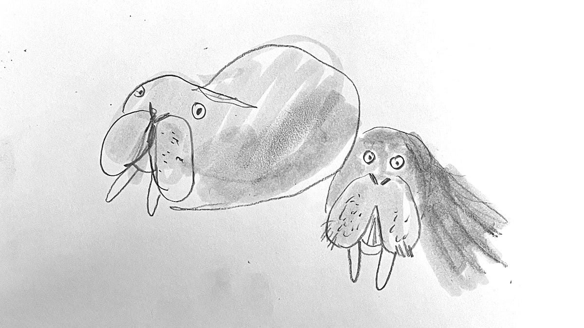 walrus sketches by Beth Spencer