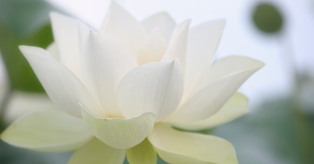 white lotus flower in bloom during daytime