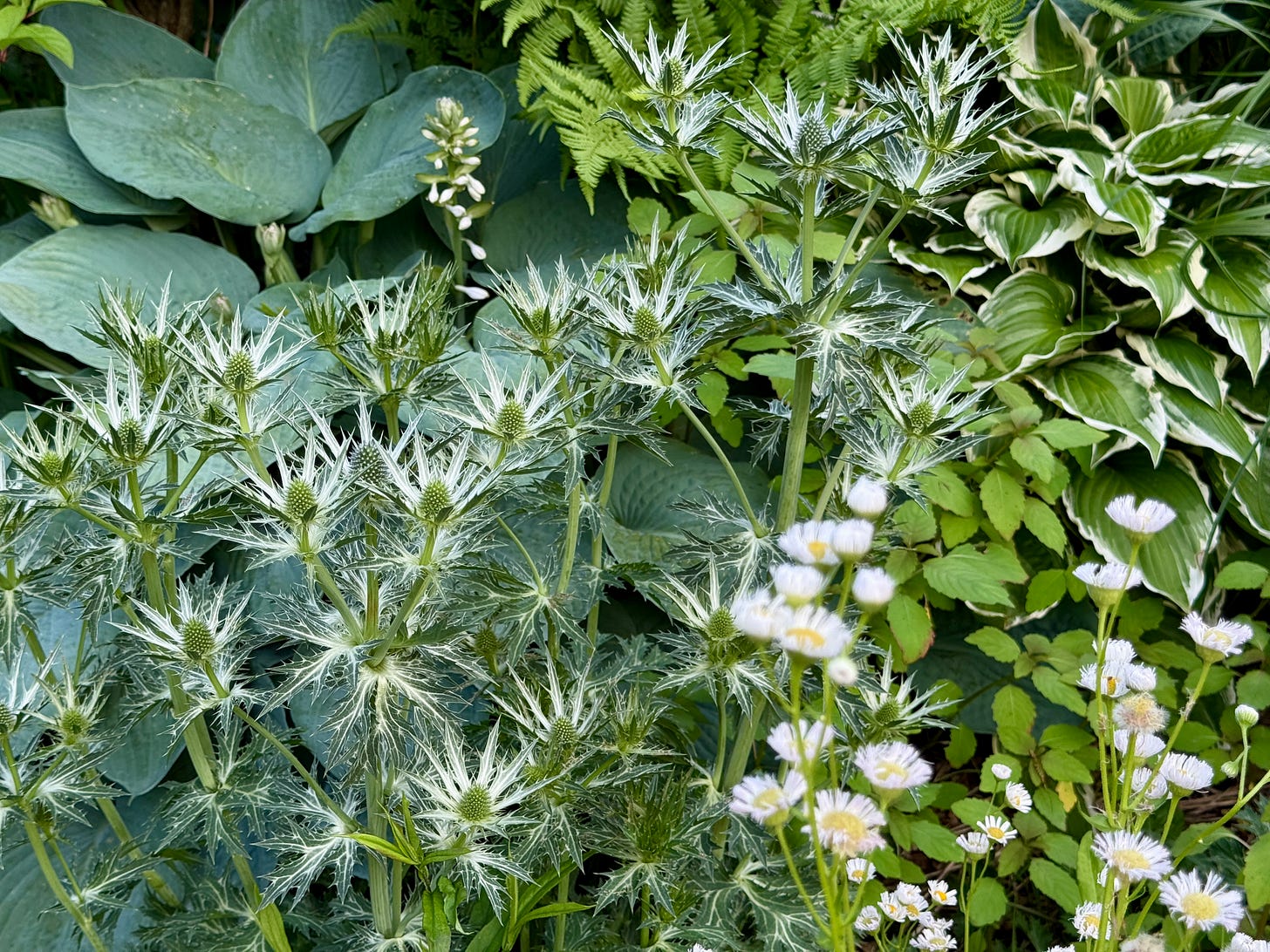 Eryngium with the foliage of hosta, ferns, and Erigeron flower.