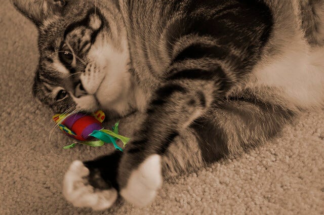 Spicy with colorful toy